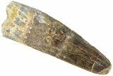 Fossil Spinosaurus Tooth - Real Dinosaur Tooth #311809-1